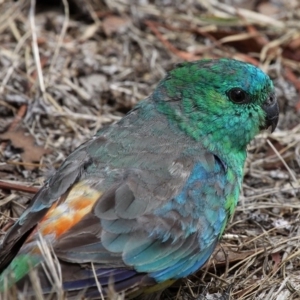 Psephotus haematonotus at Franklin, ACT - 5 Mar 2017