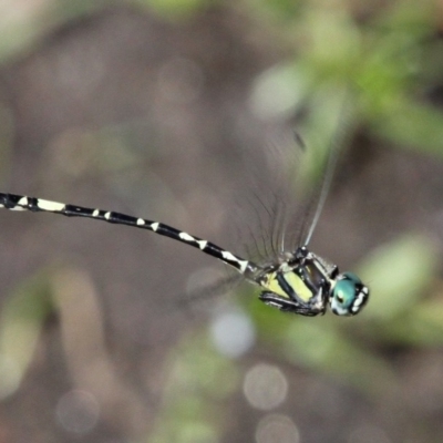 Parasynthemis regina (Royal Tigertail) at Booth, ACT - 9 Feb 2017 by HarveyPerkins