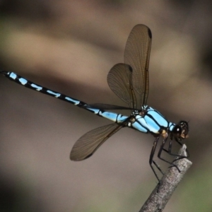 Diphlebia nymphoides at Booth, ACT - 9 Feb 2017