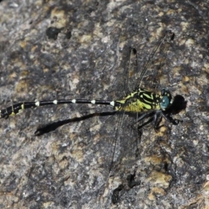 Hemigomphus heteroclytus at Booth, ACT - 9 Feb 2017 09:43 AM