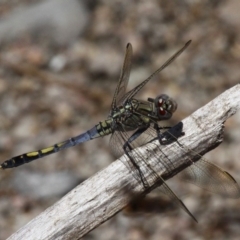 Orthetrum caledonicum (Blue Skimmer) at Booth, ACT - 9 Feb 2017 by HarveyPerkins