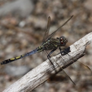 Orthetrum caledonicum at Booth, ACT - 9 Feb 2017 11:31 AM