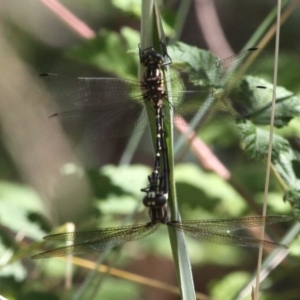 Eusynthemis virgula at Booth, ACT - 9 Feb 2017