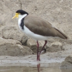 Vanellus miles (Masked Lapwing) at Paddys River, ACT - 2 Mar 2017 by michaelb
