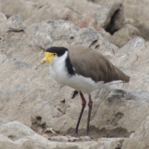 Vanellus miles at Paddys River, ACT - 2 Mar 2017