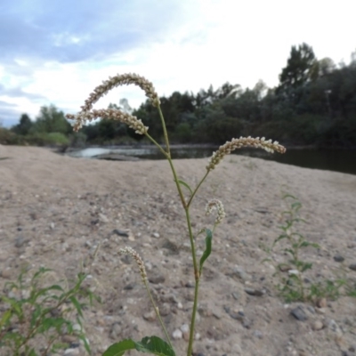 Persicaria lapathifolia (Pale Knotweed) at Paddys River, ACT - 2 Mar 2017 by michaelb