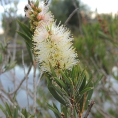 Callistemon sieberi (River Bottlebrush) at Paddys River, ACT - 2 Mar 2017 by michaelb