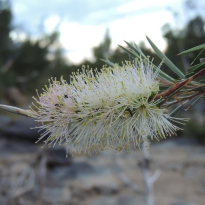 Callistemon sieberi (River Bottlebrush) at Bonython, ACT - 2 Mar 2017 by michaelb