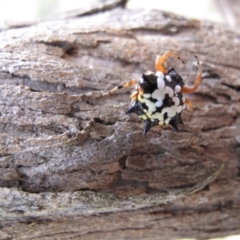 Austracantha minax (Christmas Spider, Jewel Spider) at Canberra Central, ACT - 5 Mar 2017 by petersan