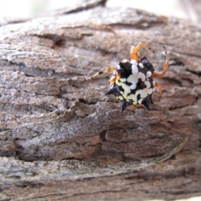 Austracantha minax (Christmas Spider, Jewel Spider) at Mount Majura - 4 Mar 2017 by petersan