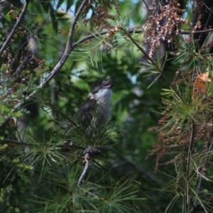 Cracticus torquatus at Hackett, ACT - 24 Feb 2017 09:24 AM