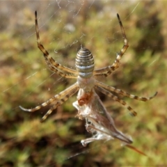 Argiope trifasciata at Belconnen, ACT - 27 Feb 2017