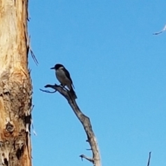 Cracticus torquatus (Grey Butcherbird) at Bruce Ridge to Gossan Hill - 7 Mar 2017 by NathanaelC
