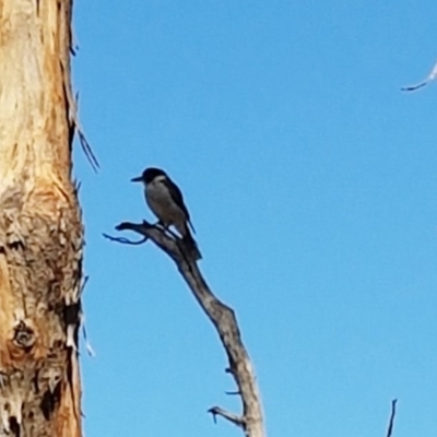 Cracticus torquatus (Grey Butcherbird) at Bruce, ACT - 7 Mar 2017 by NathanaelC