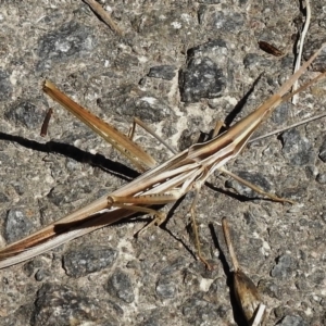 Acrida conica at Tuggeranong DC, ACT - 7 Mar 2017 12:55 PM