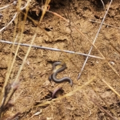 Aprasia parapulchella (Pink-tailed Worm-lizard) at Molonglo River Reserve - 2 Mar 2017 by RichardMilner