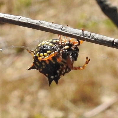Austracantha minax (Christmas Spider, Jewel Spider) at Gigerline Nature Reserve - 7 Mar 2017 by JohnBundock