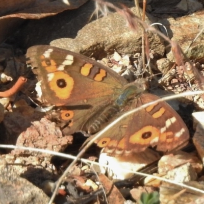 Junonia villida (Meadow Argus) at Gigerline Nature Reserve - 7 Mar 2017 by JohnBundock