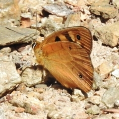 Heteronympha penelope (Shouldered Brown) at Gigerline Nature Reserve - 7 Mar 2017 by JohnBundock