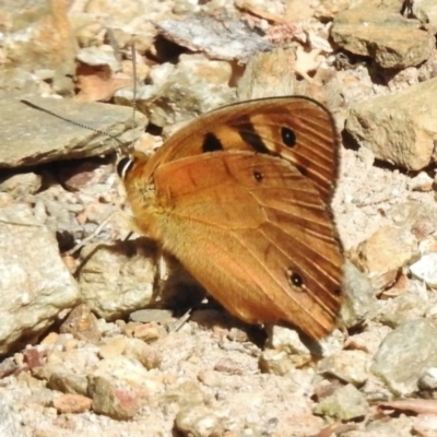 Heteronympha penelope (Shouldered Brown) at Gigerline Nature Reserve - 7 Mar 2017 by JohnBundock