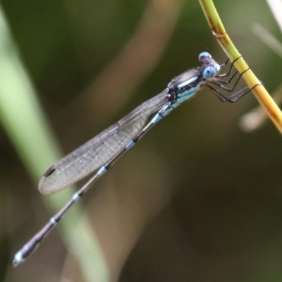 Austrolestes leda (Wandering Ringtail) at Booth, ACT - 9 Feb 2017 by HarveyPerkins