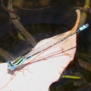 Austroagrion watsoni at Mount Clear, ACT - 9 Feb 2017 01:30 PM