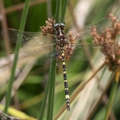 Synthemis eustalacta (Swamp Tigertail) at Mount Clear, ACT - 9 Feb 2017 by HarveyPerkins