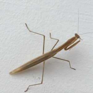 Tenodera australasiae at Belconnen, ACT - 24 Jan 2016