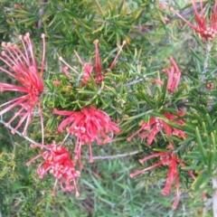 Grevillea sp. at Hughes, ACT - 7 Oct 2016