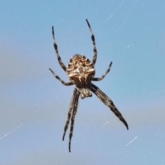 Hortophora sp. (genus) (Garden orb weaver) at Tuggeranong DC, ACT - 7 Mar 2017 by JohnBundock