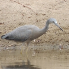 Egretta novaehollandiae (White-faced Heron) at Paddys River, ACT - 2 Mar 2017 by michaelb