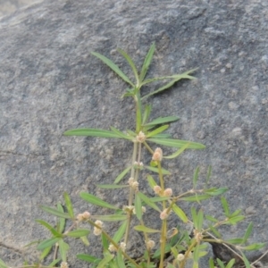 Alternanthera denticulata at Gordon, ACT - 2 Mar 2017