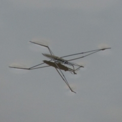 Aquarius antigone (Water strider, pond skater) at Paddys River, ACT - 2 Mar 2017 by michaelb