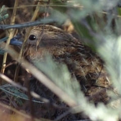 Synoicus ypsilophorus (Brown Quail) at Chapman, ACT - 19 Feb 2017 by roymcd