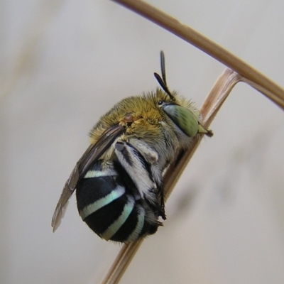 Amegilla (Zonamegilla) asserta (Blue Banded Bee) at Kambah, ACT - 7 Mar 2017 by MatthewFrawley