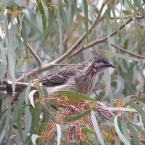 Anthochaera carunculata at Kambah, ACT - 8 Mar 2017