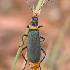 Chauliognathus lugubris (Plague Soldier Beetle) at Kambah, ACT - 8 Mar 2017 by MatthewFrawley