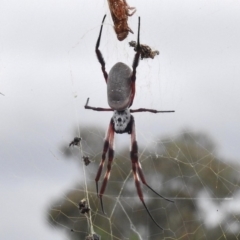 Trichonephila edulis (Golden orb weaver) at Tralee, ACT - 8 Mar 2017 by JohnBundock