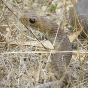 Pseudonaja textilis at Forde, ACT - 8 Mar 2017 11:37 AM