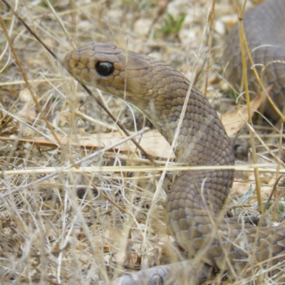 Pseudonaja textilis (Eastern Brown Snake) at Forde, ACT - 8 Mar 2017 by CedricBear