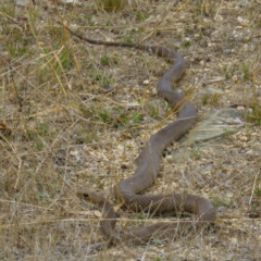 Pseudonaja textilis at Forde, ACT - 8 Mar 2017 11:37 AM