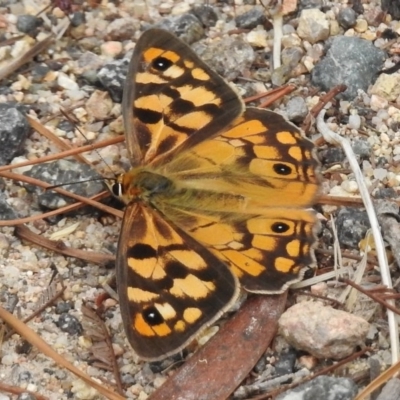 Heteronympha penelope (Shouldered Brown) at Old Tuggeranong TSR - 8 Mar 2017 by JohnBundock