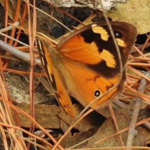 Heteronympha merope at Chisholm, ACT - 8 Mar 2017 12:41 PM