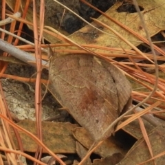 Heteronympha merope at Chisholm, ACT - 8 Mar 2017 12:41 PM