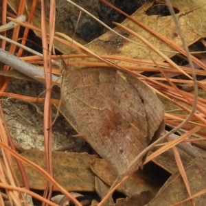 Heteronympha merope at Chisholm, ACT - 8 Mar 2017 12:41 PM