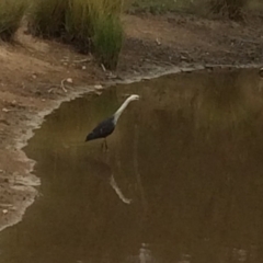 Ardea pacifica (White-necked Heron) at Chifley, ACT - 8 Mar 2017 by George