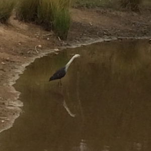 Ardea pacifica at Chifley, ACT - 8 Mar 2017 04:23 PM