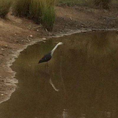 Ardea pacifica (White-necked Heron) at Chifley, ACT - 8 Mar 2017 by George