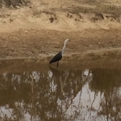 Ardea pacifica at Chifley, ACT - 8 Mar 2017 04:23 PM