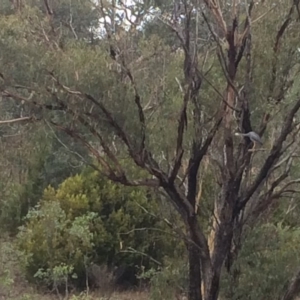 Egretta novaehollandiae at Chifley, ACT - 8 Mar 2017